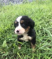 Bella, a female Bernese Mountain Dog for sale in Middleburg, VA – 5 of 7