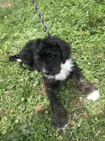 Ranger (tricolor), a male Bernedoodle for sale in Middleburg, VA – 4 of 10