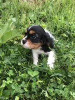 Dallas, a male Cavalier King Charles Spaniel for sale in Middleburg, VA – 3 of 10
