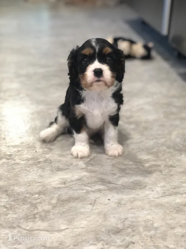 Denver – Cavalier King Charles Spaniel puppy for sale in Middleburg, VA