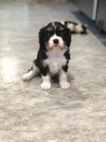 Denver, a male Cavalier King Charles Spaniel for sale in Middleburg, VA – 3 of 10