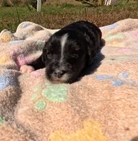 Annie, a female Bernedoodle for sale in Middleburg, VA – 4 of 8