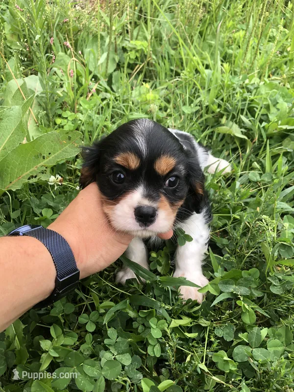 Dallas – Cavalier King Charles Spaniel puppy for sale in Middleburg, VA