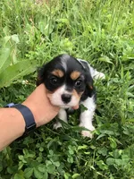 Dallas, a male Cavalier King Charles Spaniel for sale in Middleburg, VA – 1 of 10