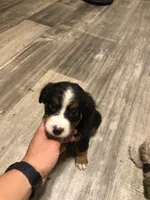 Blair, a female Bernese Mountain Dog for sale in Middleburg, VA – 3 of 7