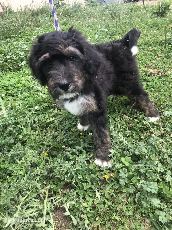 Champ (tricolor) – Bernedoodle puppy for sale in Middleburg, VA