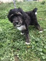 Champ (tricolor), a male Bernedoodle for sale in Middleburg, VA – 1 of 10