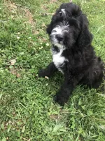 Scout (black and white), a male Bernedoodle for sale in Middleburg, VA – 4 of 10