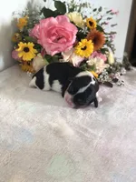 Dallas, a male Cavalier King Charles Spaniel for sale in Middleburg, VA – 6 of 8