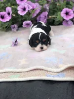 Della, a female Cavalier King Charles Spaniel for sale in Middleburg, VA – 6 of 10