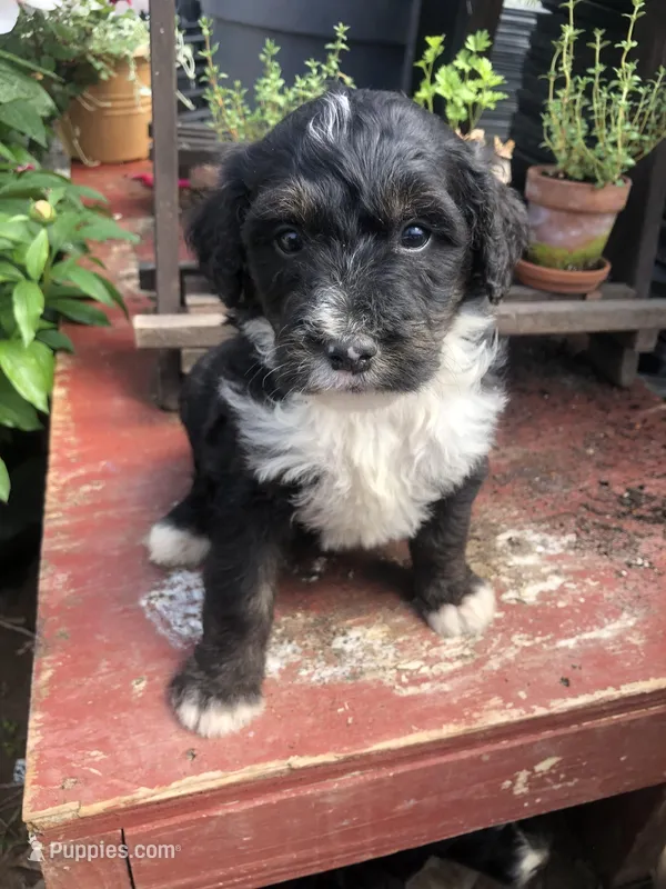 Ranger – Bernedoodle puppy for sale in Middleburg, VA