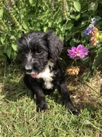 Standard Bernedoodle, a  Bernedoodle for sale in Middleburg, VA – Photo 9 of 9
