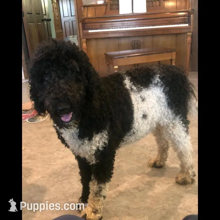 Standard Bernedoodle, a  Bernedoodle for sale in Middleburg, VA – Photo 2 of 9