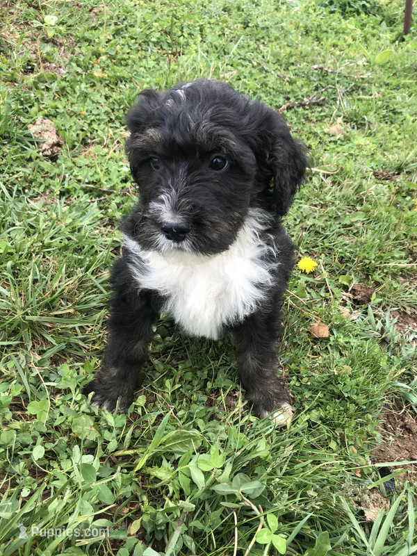 Ranger – Bernedoodle puppy for sale in Middleburg, VA