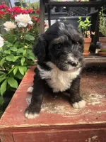Ranger, a male Bernedoodle for sale in Middleburg, VA – Photo 4 of 9