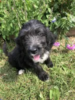Standard Bernedoodle, a  Bernedoodle for sale in Middleburg, VA – Photo 6 of 9