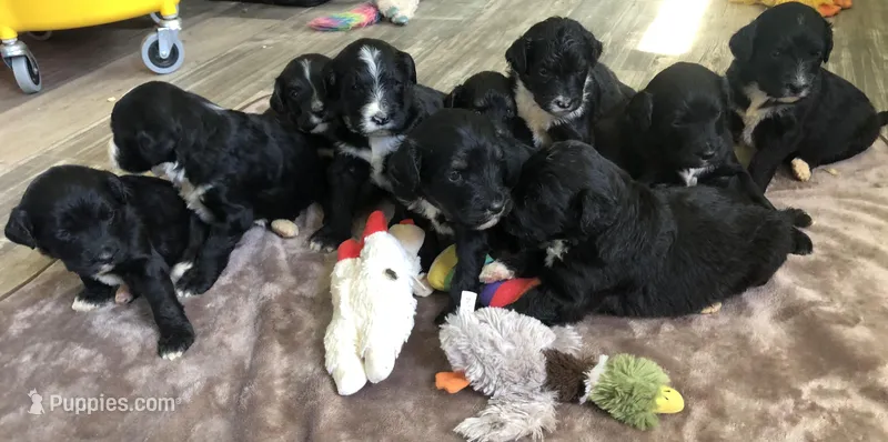 Standard Bernedoodle – Bernedoodle puppy for sale in Middleburg, VA