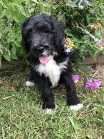 Standard Bernedoodle, a  Bernedoodle for sale in Middleburg, VA – Photo 5 of 9
