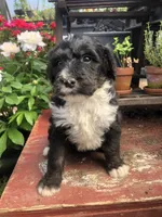 Ranger, a male Bernedoodle for sale in Middleburg, VA – Photo 2 of 9