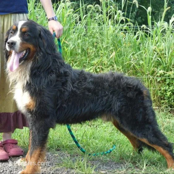 Standard Bernedoodle, a  Bernedoodle for sale in Middleburg, VA – Photo 3 of 9