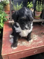 Ranger, a male Bernedoodle for sale in Middleburg, VA – Photo 3 of 9