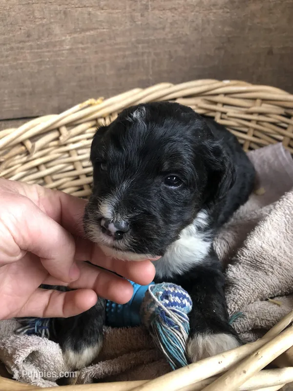 Male Standard Bernedoodle – Bernedoodle puppy for sale in Middleburg, VA