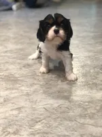 Dallas, a male Cavalier King Charles Spaniel for sale in Middleburg, VA – 4 of 10
