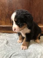 Abby, a female Bernese Mountain Dog for sale in Middleburg, VA – Photo 2 of 5
