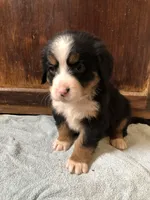 Abby, a female Bernese Mountain Dog for sale in Middleburg, VA – Photo 1 of 5