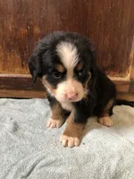 Abby, a female Bernese Mountain Dog for sale in Middleburg, VA – Photo 5 of 5
