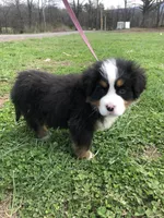 Arthur, a male Bernese Mountain Dog for sale in Middleburg, VA – Photo 4 of 10