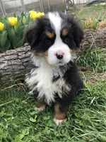 Arthur, a male Bernese Mountain Dog for sale in Middleburg, VA – Photo 1 of 10