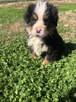Arthur, a male Bernese Mountain Dog for sale in Middleburg, VA – Photo 7 of 10