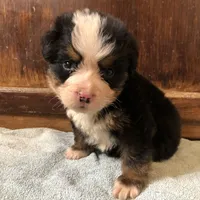 Arthur, a male Bernese Mountain Dog for sale in Middleburg, VA – Photo 8 of 10