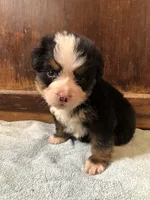Arthur, a male Bernese Mountain Dog for sale in Middleburg, VA – Photo 1 of 5