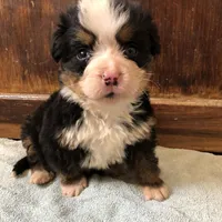 Arthur, a male Bernese Mountain Dog for sale in Middleburg, VA – Photo 9 of 10