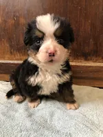 Arthur, a male Bernese Mountain Dog for sale in Middleburg, VA – Photo 2 of 5