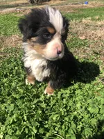 Arthur, a male Bernese Mountain Dog for sale in Middleburg, VA – Photo 6 of 10