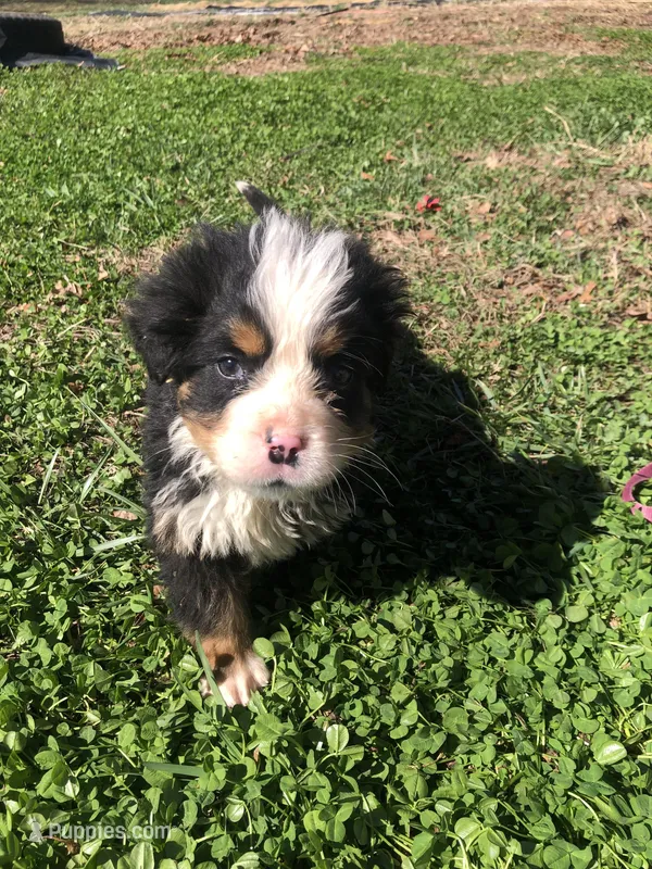 Arthur – Bernese Mountain Dog puppy for sale in Middleburg, VA