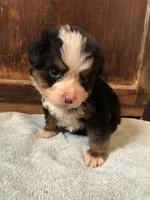 Arthur, a male Bernese Mountain Dog for sale in Middleburg, VA – Photo 3 of 5