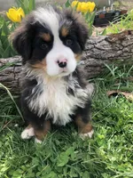 Arthur, a male Bernese Mountain Dog for sale in Middleburg, VA – Photo 2 of 10