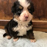 Arthur, a male Bernese Mountain Dog for sale in Middleburg, VA – Photo 10 of 10