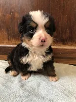 Arthur, a male Bernese Mountain Dog for sale in Middleburg, VA – Photo 4 of 5