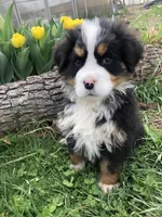 Arthur, a male Bernese Mountain Dog for sale in Middleburg, VA – Photo 3 of 10