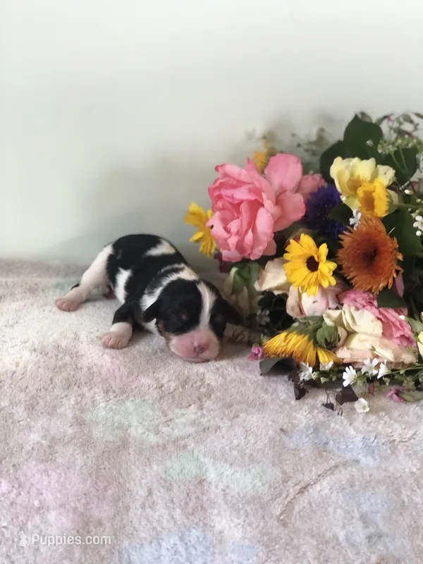 Detroit – Cavalier King Charles Spaniel puppy for sale in Middleburg, VA