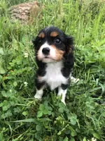 Denver, a male Cavalier King Charles Spaniel for sale in Middleburg, VA – 2 of 10