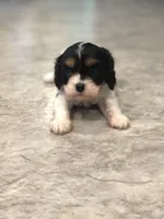 Della, a female Cavalier King Charles Spaniel for sale in Middleburg, VA – 4 of 10