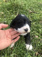Bailey, a female Bernedoodle for sale in Middleburg, VA – 2 of 4