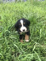 Blair, a female Bernese Mountain Dog for sale in Middleburg, VA – 4 of 7