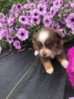 Ace, a male Toy Australian Shepherd for sale in Middleburg, VA – 5 of 10